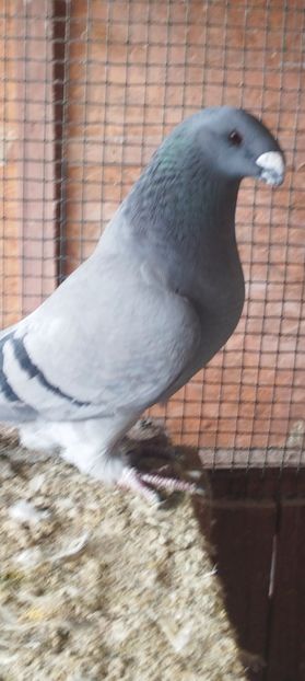 Screenshot_2024-11-20-14-39-20-365_com.miui.gallery - Americani Show Racer