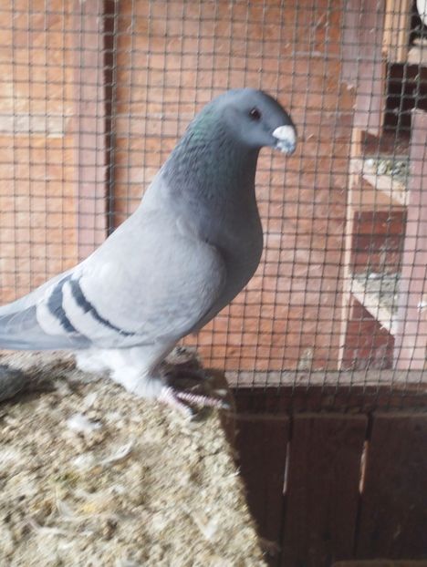  - Americani Show Racer