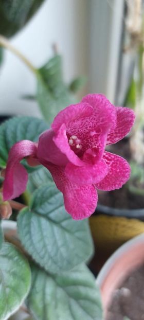 Sinningia Isa's Georgeus - Sinningia