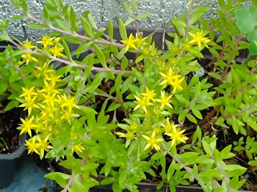 sedum lineare  - 8 lei - A - Plante disponibile 2024