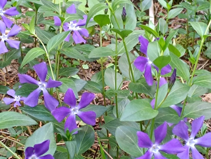 vinca minor  - 7 lei - A - Plante disponibile 2024