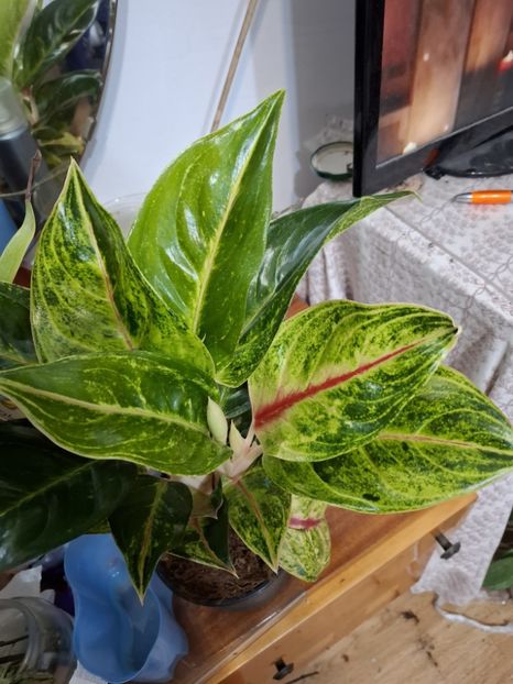  - Aglaonema- varietati