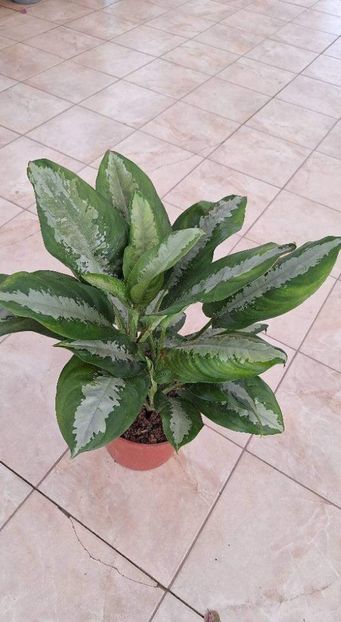  - Aglaonema- varietati