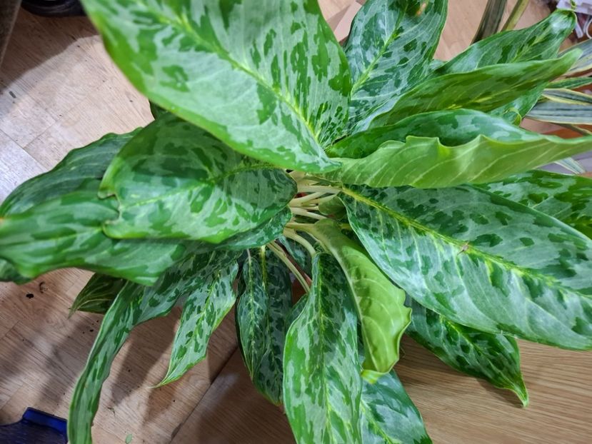 - Aglaonema- varietati