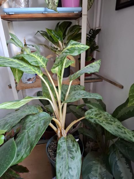  - Aglaonema- varietati