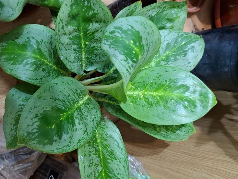  - Aglaonema- varietati