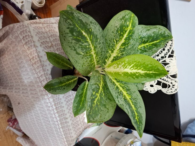  - Aglaonema- varietati