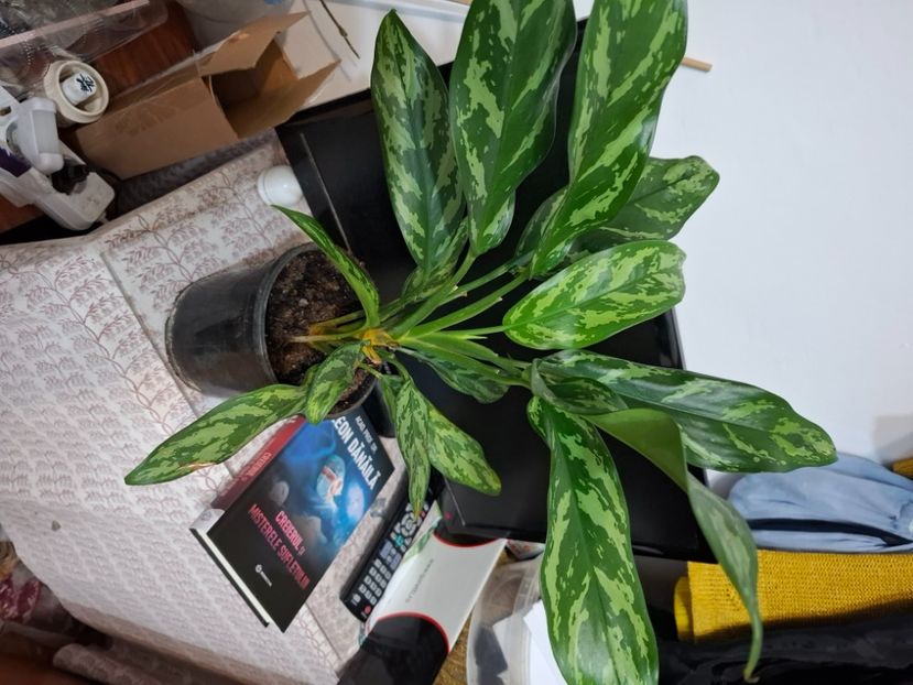  - Aglaonema- varietati