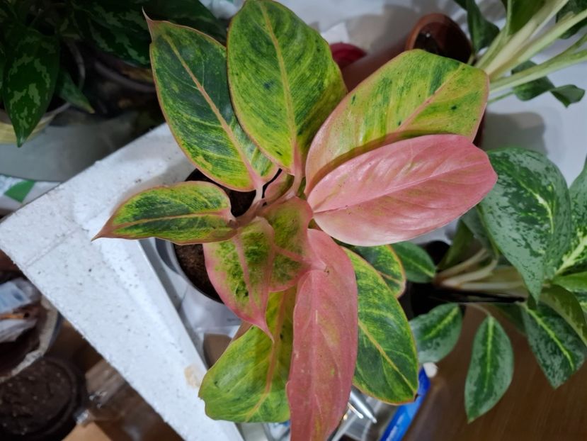  - Aglaonema- varietati