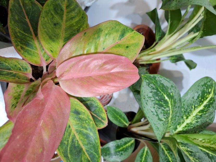  - Aglaonema- varietati
