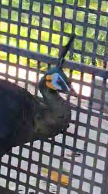 A73D4B08-749A-4ADF-BF6E-B80106F8FD46 - Pauni