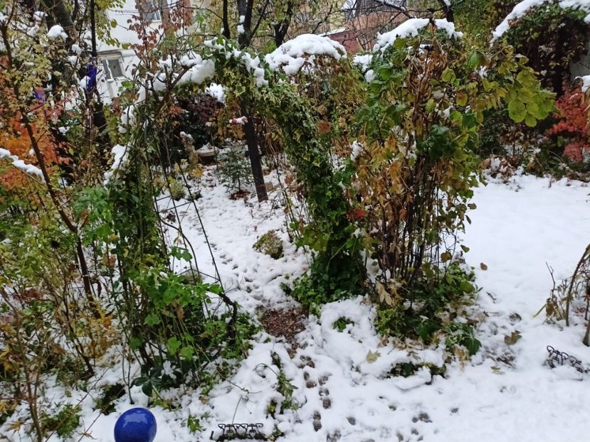  - Grădina 2024 continuare 5