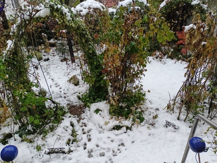  - Grădina 2024 continuare 5