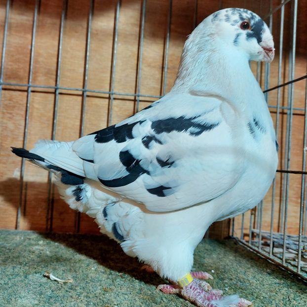 M 2023 - PORUMBEI AGH PERECHI 2026