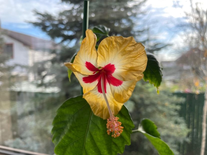  - 001 - Hibiscusi 2024 - 2