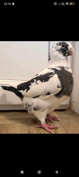 Masc 2022 - Porumbei vanduti