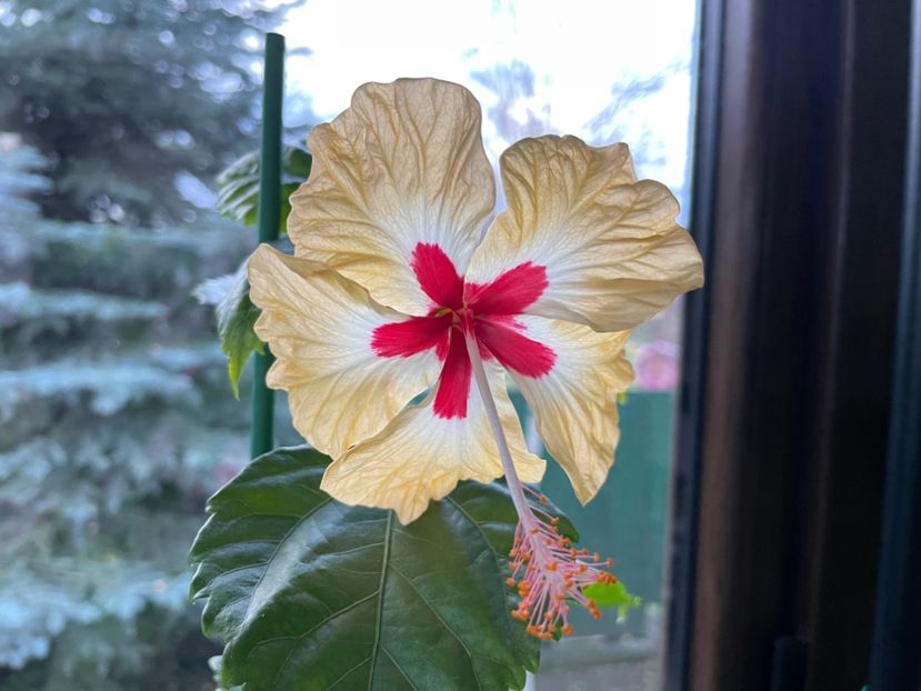  - 001 - Hibiscusi 2024 - 2