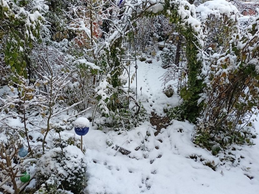  - Grădina 2024 continuare 5