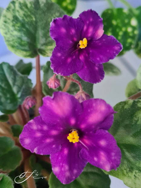  - SV-Gorod Sevastopolj