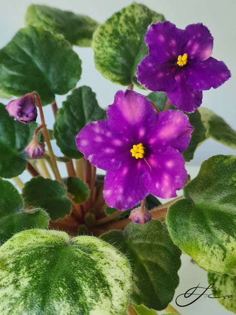  - SV-Gorod Sevastopolj