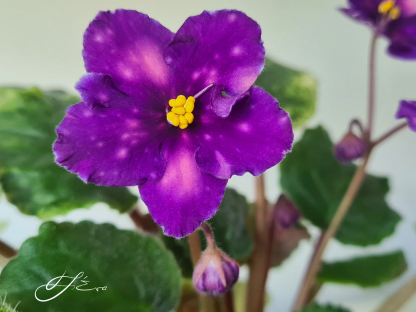  - SV-Gorod Sevastopolj