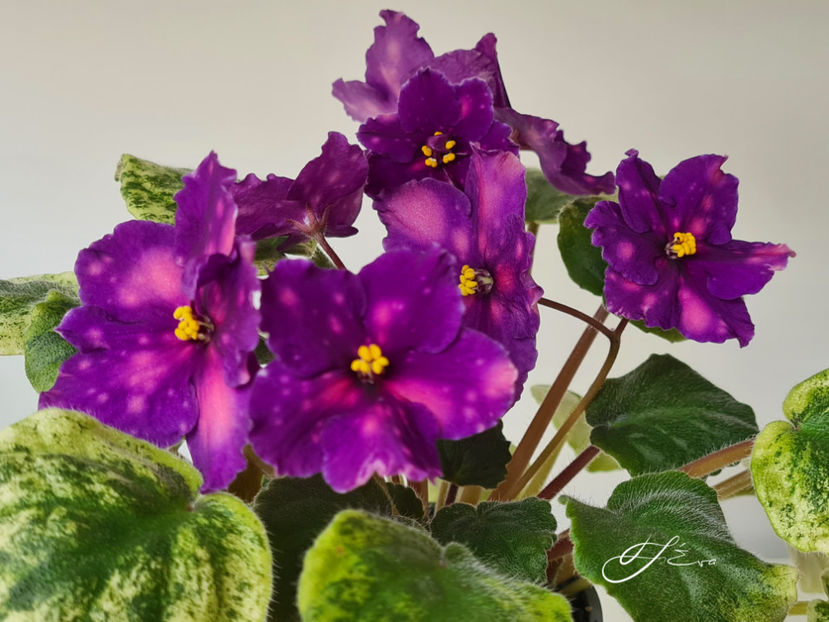  - SV-Gorod Sevastopolj