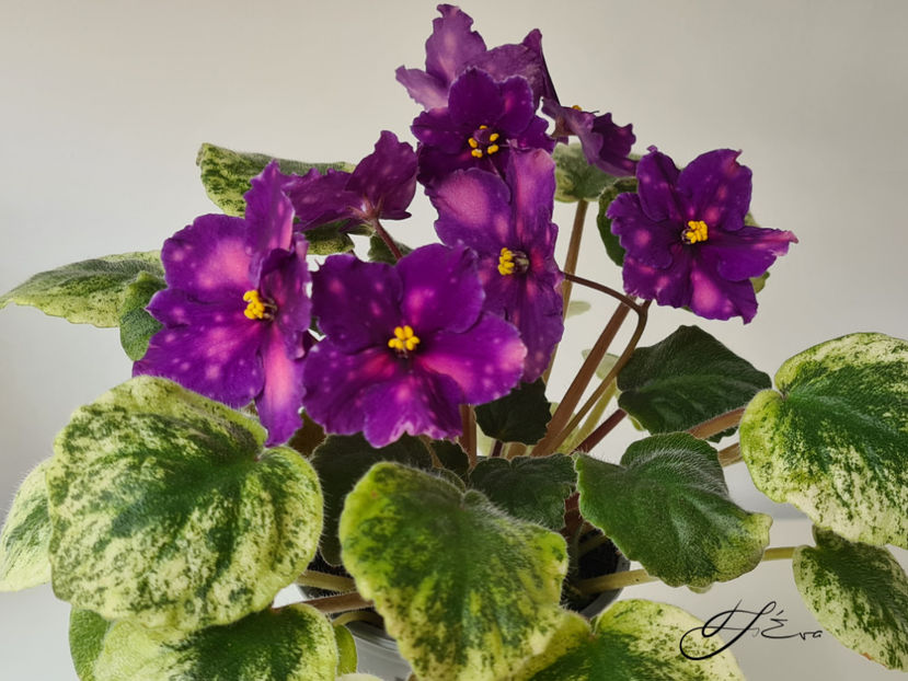  - SV-Gorod Sevastopolj