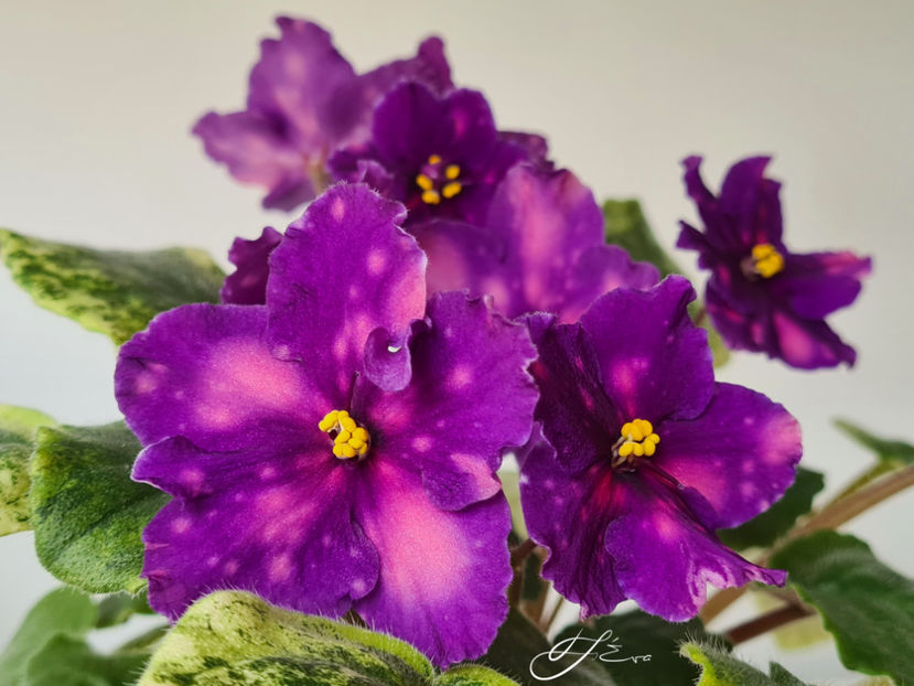  - SV-Gorod Sevastopolj