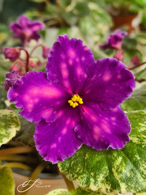  - SV-Gorod Sevastopolj