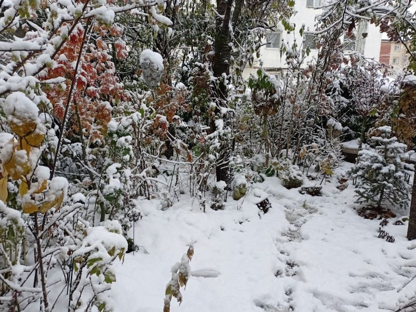  - Grădina 2024 continuare 5