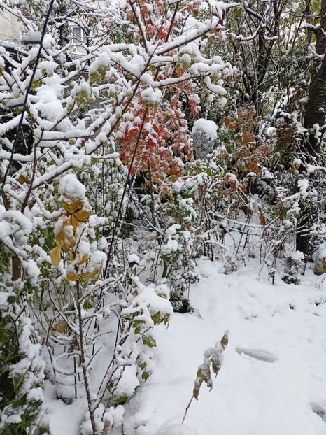  - Grădina 2024 continuare 5