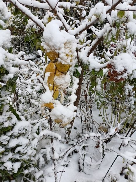 Cireș columnar - Grădina 2024 continuare 5