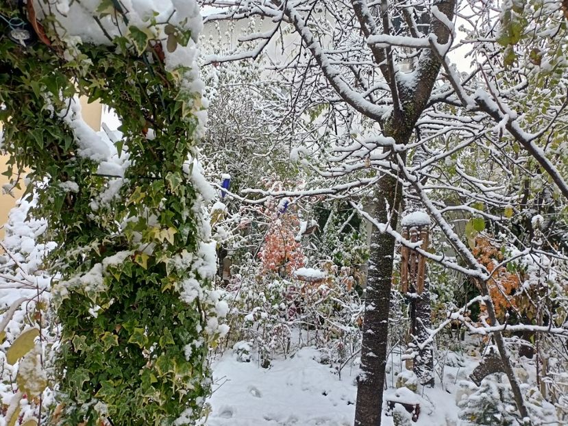  - Grădina 2024 continuare 5