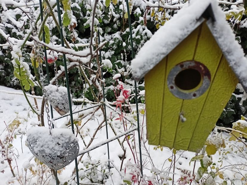  - Grădina 2024 continuare 5