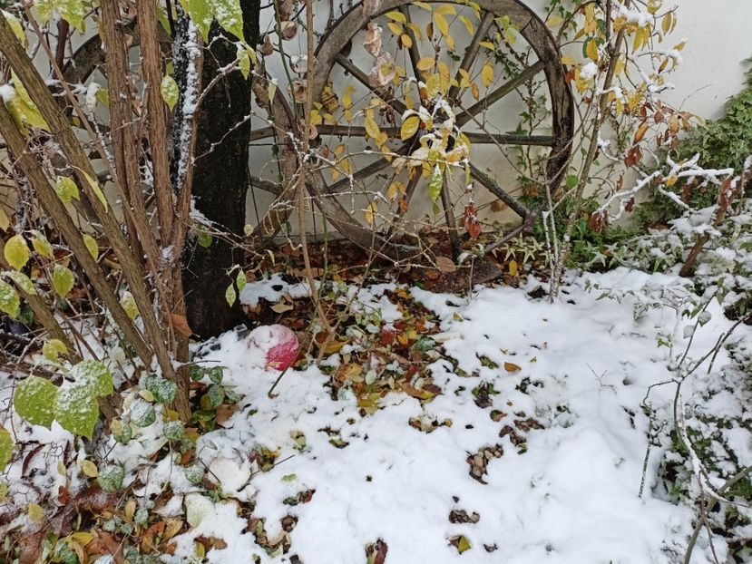  - Grădina 2024 continuare 5