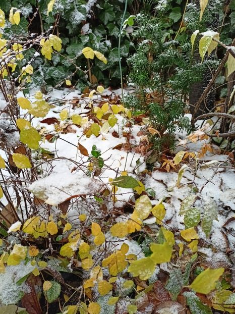 un Katsura mic - Grădina 2024 continuare 5