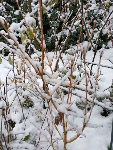 Bi Hoo și Peve Chameleon - Grădina 2024 continuare 5