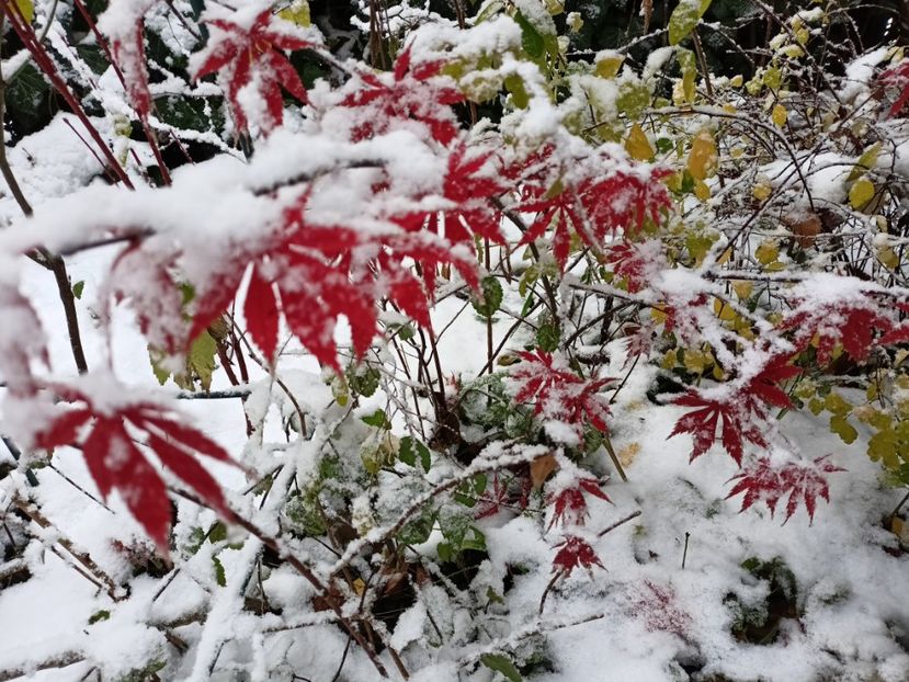  - Grădina 2024 continuare 5