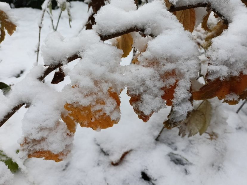  - Grădina 2024 continuare 5