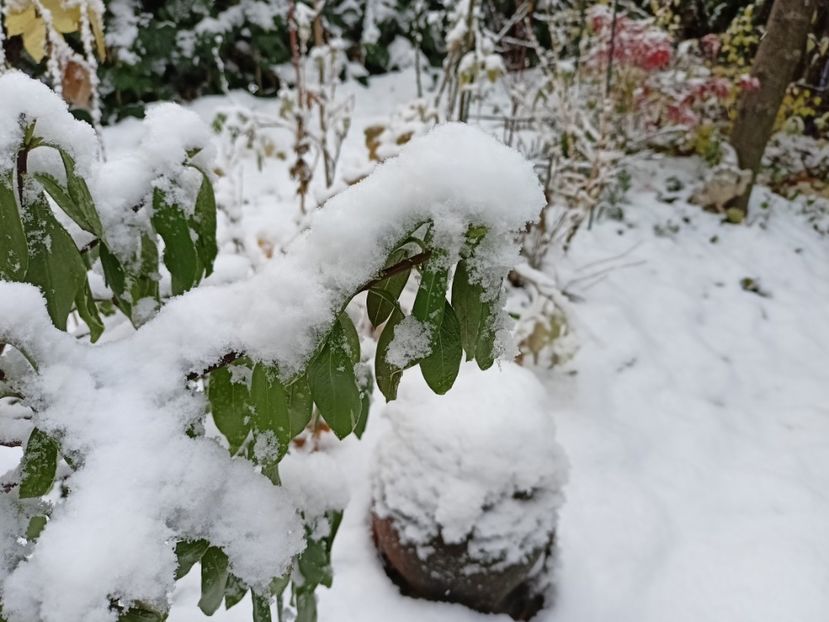  - Grădina 2024 continuare 5