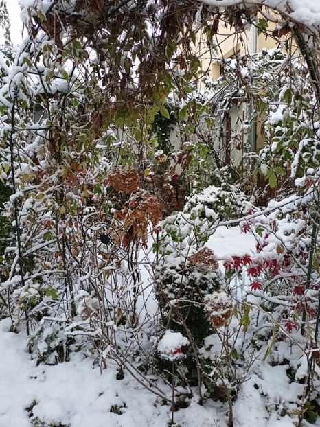  - Grădina 2024 continuare 5