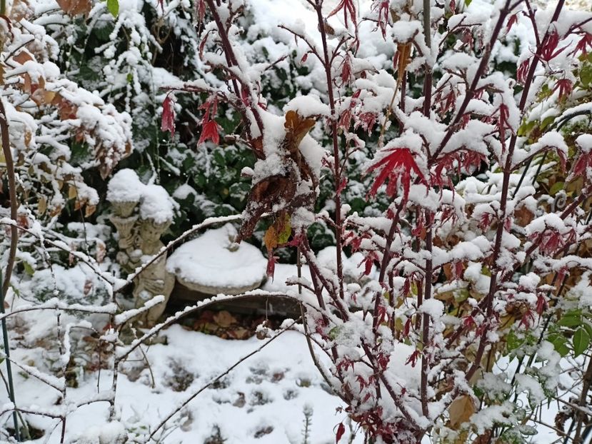 Shaina - Grădina 2024 continuare 5