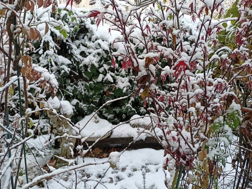  - Grădina 2024 continuare 5