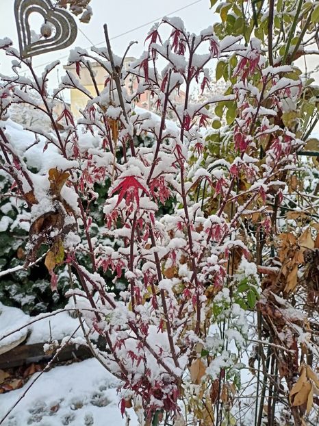  - Grădina 2024 continuare 5