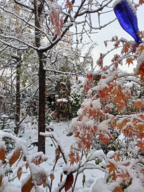  - Grădina 2024 continuare 5