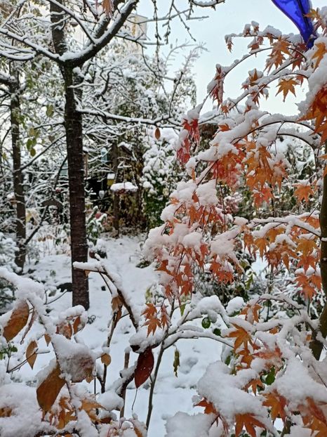  - Grădina 2024 continuare 5