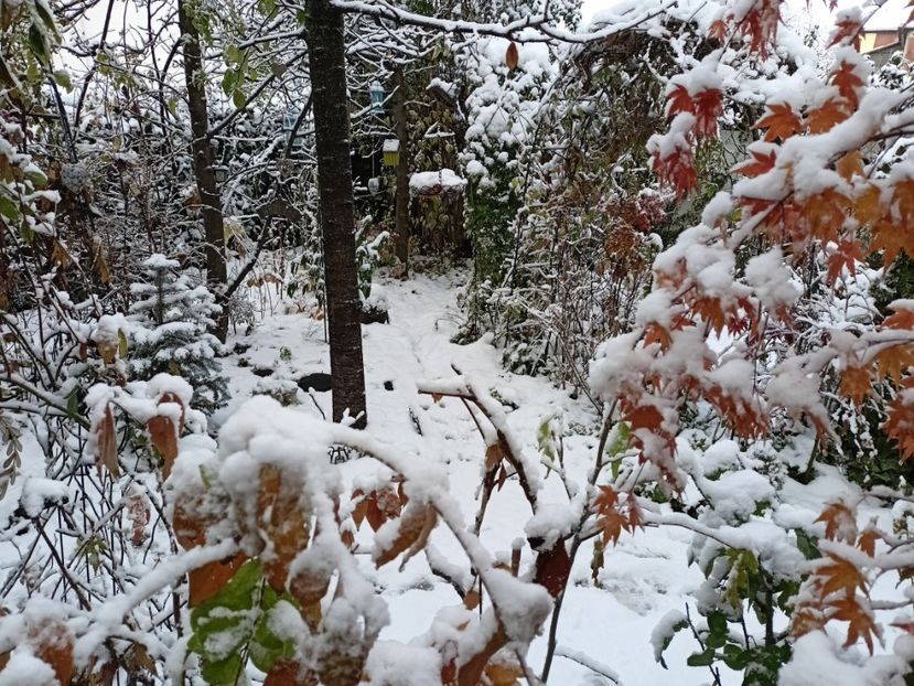  - Grădina 2024 continuare 5