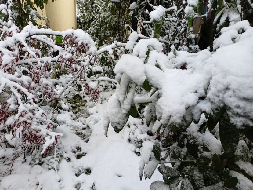  - Grădina 2024 continuare 5