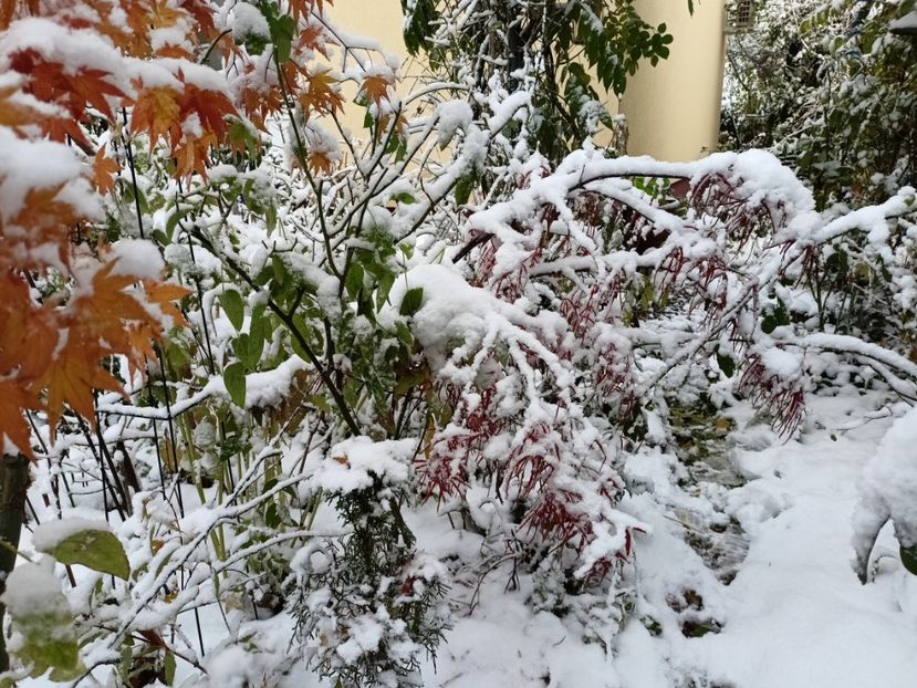  - Grădina 2024 continuare 5