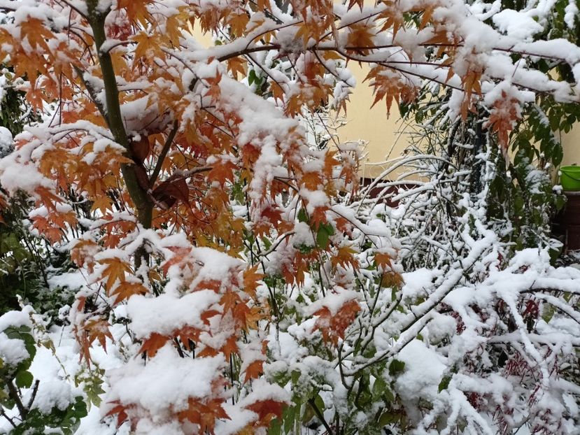  - Grădina 2024 continuare 5